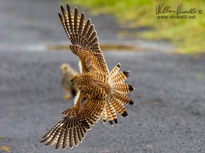 Gheppio (Falco tinnunculus)
