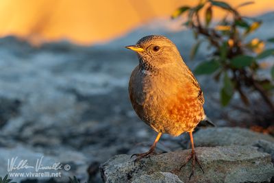 Sordone (Prunella collaris)