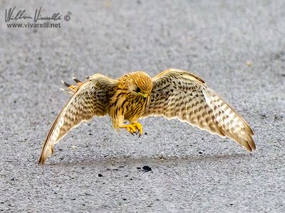 Gheppio (Falco tinnunculus)