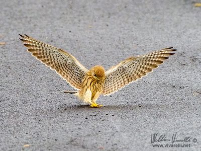 Gheppio (Falco tinnunculus)