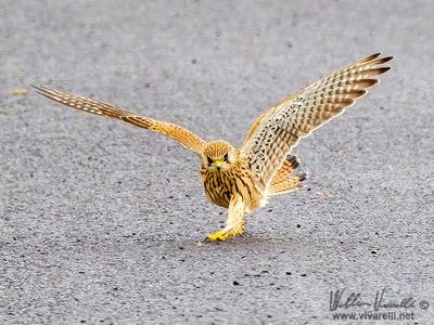 Gheppio (Falco tinnunculus)