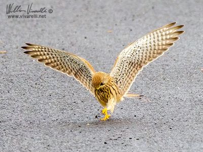 Gheppio (Falco tinnunculus)