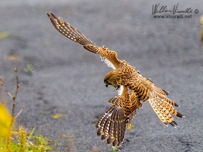 Gheppio (Falco tinnunculus)