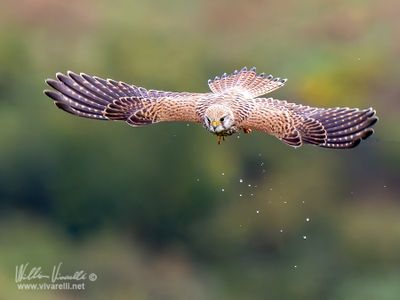 Gheppio (Falco tinnunculus)
