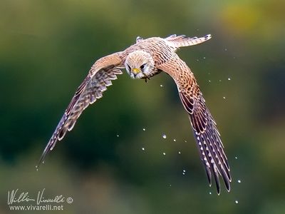 Gheppio (Falco tinnunculus)