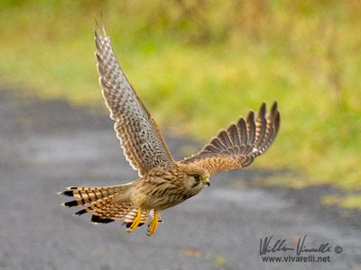 Gheppio (Falco tinnunculus)