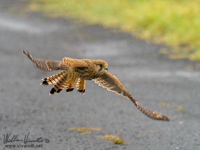 Gheppio (Falco tinnunculus)