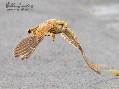 Gheppio (Falco tinnunculus)
