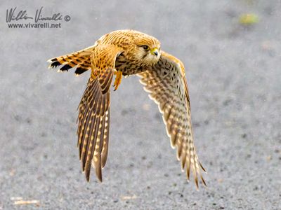 Gheppio (Falco tinnunculus)