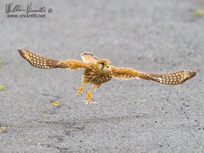 Gheppio (Falco tinnunculus)