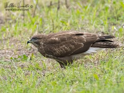 Poiana (Buteo buteo)