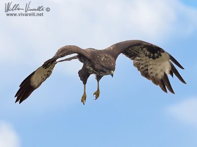 Poiana (Buteo buteo)