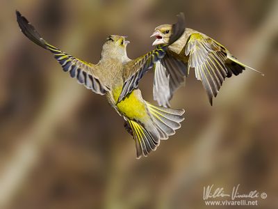 Verdone (Chloris chloris)