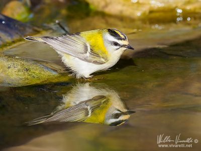 Fiorrancino (Regulus ignicapilla)
