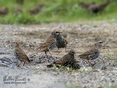 Storno (Sturnus vulgaris)