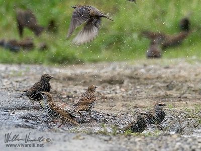 Storno (Sturnus vulgaris)