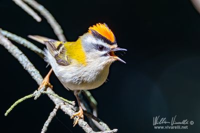 Fiorrancino (Regulus ignicapilla)