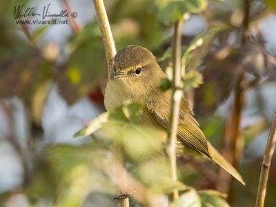 Luì piccolo (Phylloscopus collybita)
