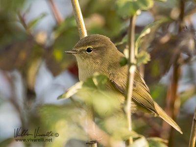 Luì piccolo (Phylloscopus collybita)