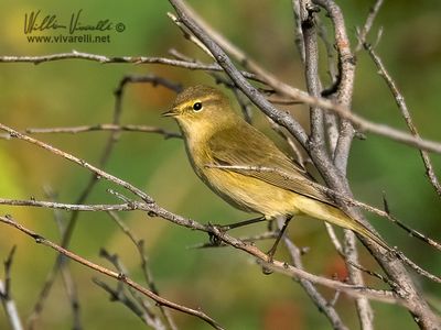 Luì piccolo (Phylloscopus collybita)