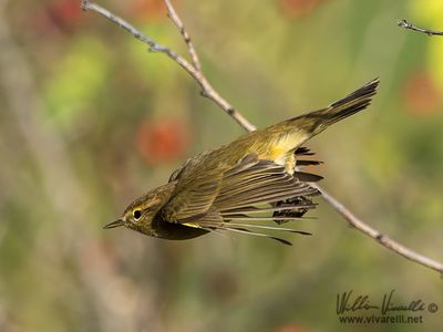 Luì piccolo (Phylloscopus collybita)