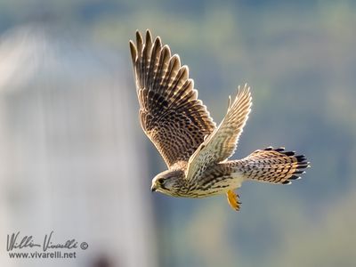 Gheppio (Falco tinnunculus)
