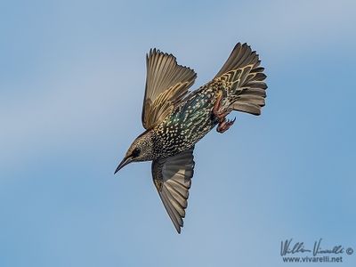 Storno (Sturnus vulgaris)