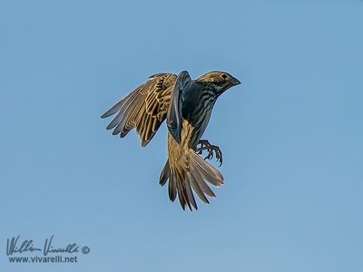Strillozzo (Emberiza calandra)