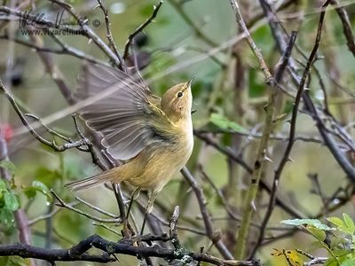 Luì piccolo (Phylloscopus collybita)