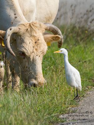 Airone guardabuoi (Bubulcus ibis)