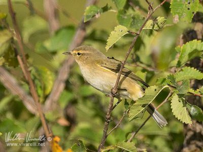 Luì piccolo (Phylloscopus collybita)