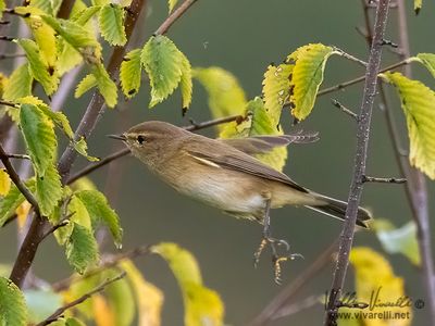 Luì piccolo (Phylloscopus collybita)