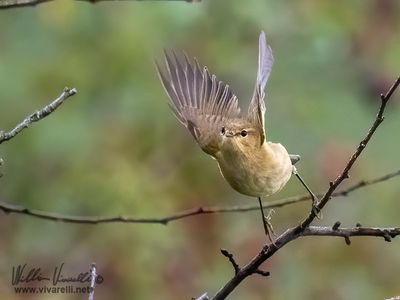 Luì piccolo (Phylloscopus collybita)