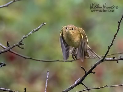 Luì piccolo (Phylloscopus collybita)