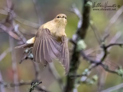 Luì piccolo (Phylloscopus collybita)