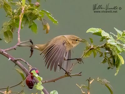 Luì piccolo (Phylloscopus collybita)
