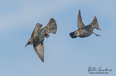 Storno (Sturnus vulgaris)
