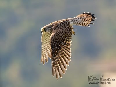 Gheppio (Falco tinnunculus)