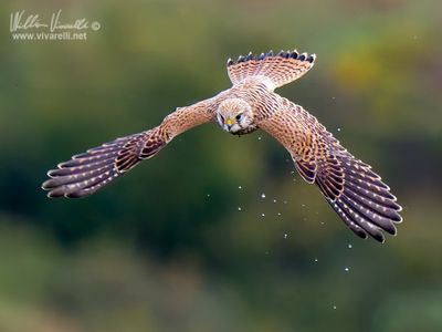 Gheppio (Falco tinnunculus)