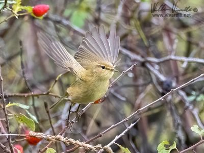Luì piccolo (Phylloscopus collybita)