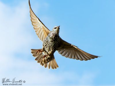 Storno (Sturnus vulgaris)