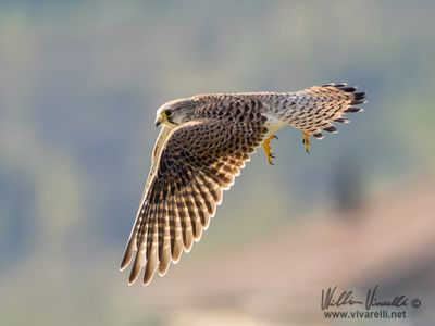 Gheppio (Falco tinnunculus)