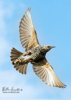 Storno (Sturnus vulgaris)