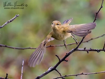 Luì piccolo (Phylloscopus collybita)