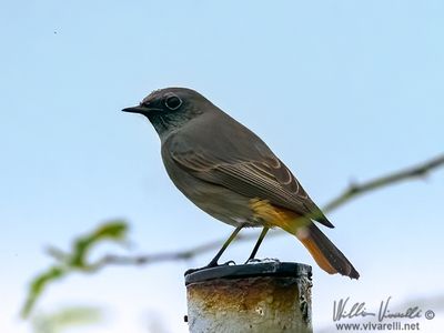 Codirosso spazzacamino (Phoenicurus ochruros )