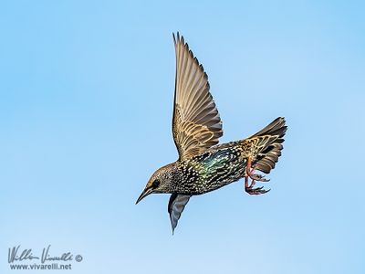 Storno (Sturnus vulgaris)