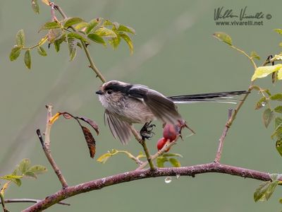 Codibugnolo (Aegithalos caudatus)