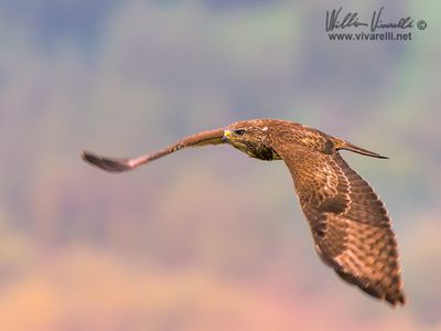 Poiana (Buteo buteo)