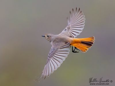 Codirosso spazzacamino (Phoenicurus ochruros )