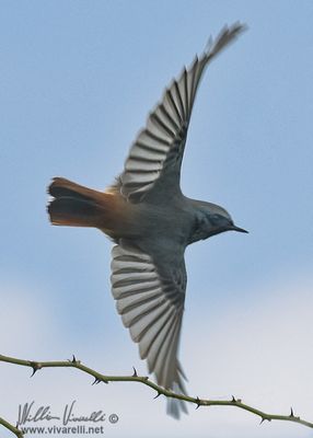 Codirosso spazzacamino (Phoenicurus ochruros )